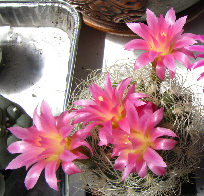 Eriosyce senilis var. multicolor (Neoporteria nidus) in flower